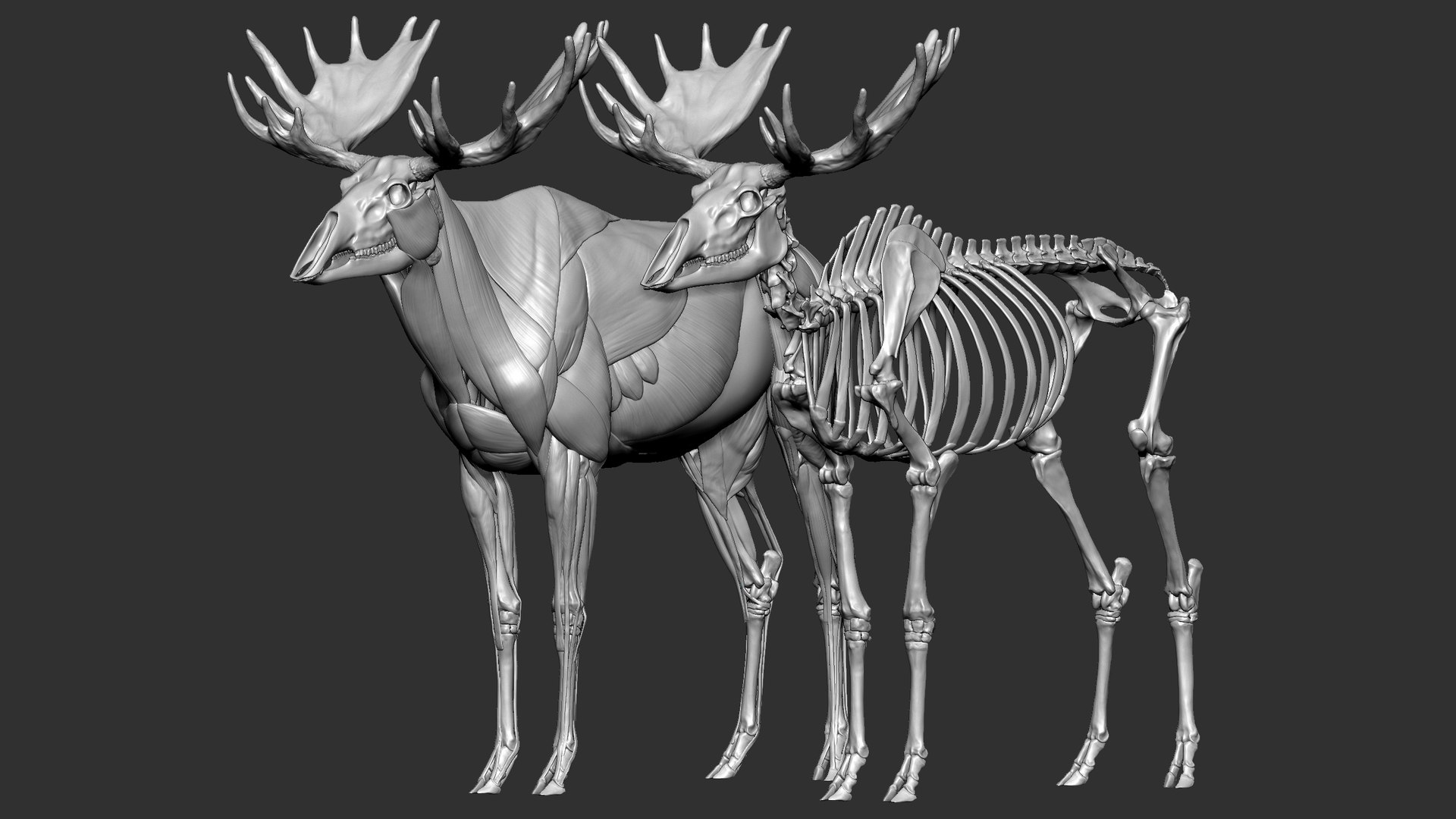 3D Moose VFX MUSCLE SIMULATION - TurboSquid 1886626