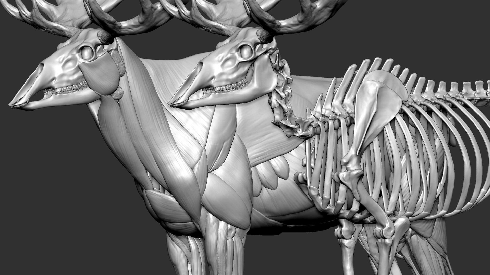 3D Moose VFX MUSCLE SIMULATION - TurboSquid 1886626