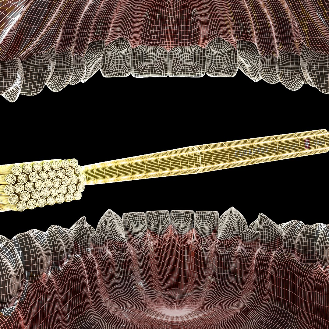 3d Human Teeth Model