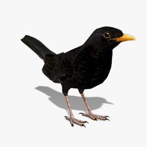 Blackbird 3D