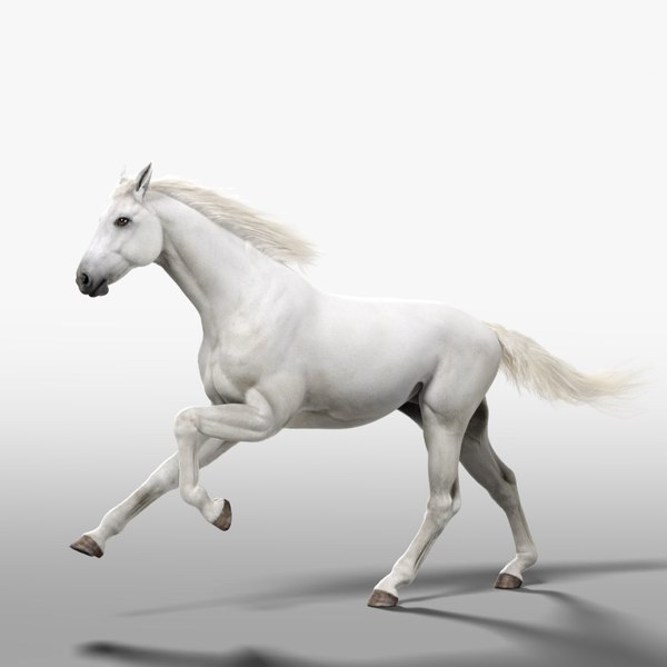 White Horse Animation 3D model