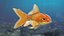 Gold fish Animated 3D