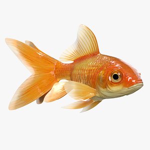 Gold fish Animated 3D