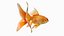 Gold fish Animated 3D