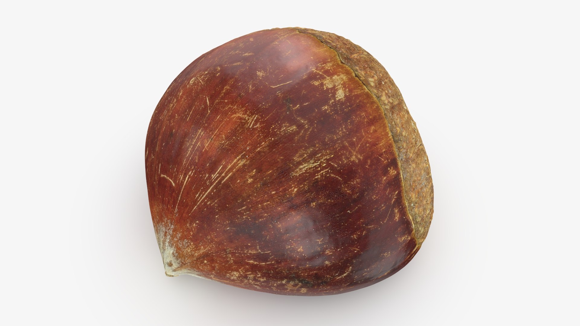 3D Model Chestnut 01 - TurboSquid 2347977
