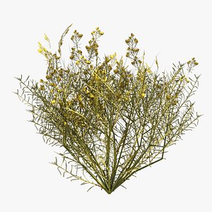 Snakeweeds Porter weeds cluster