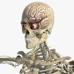 Nervous System and Skeleton Anatomy Pack (Textured)