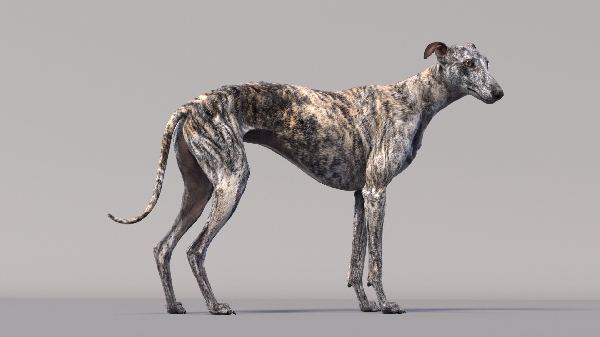 3D realistic greyhound animations model - TurboSquid 1654612