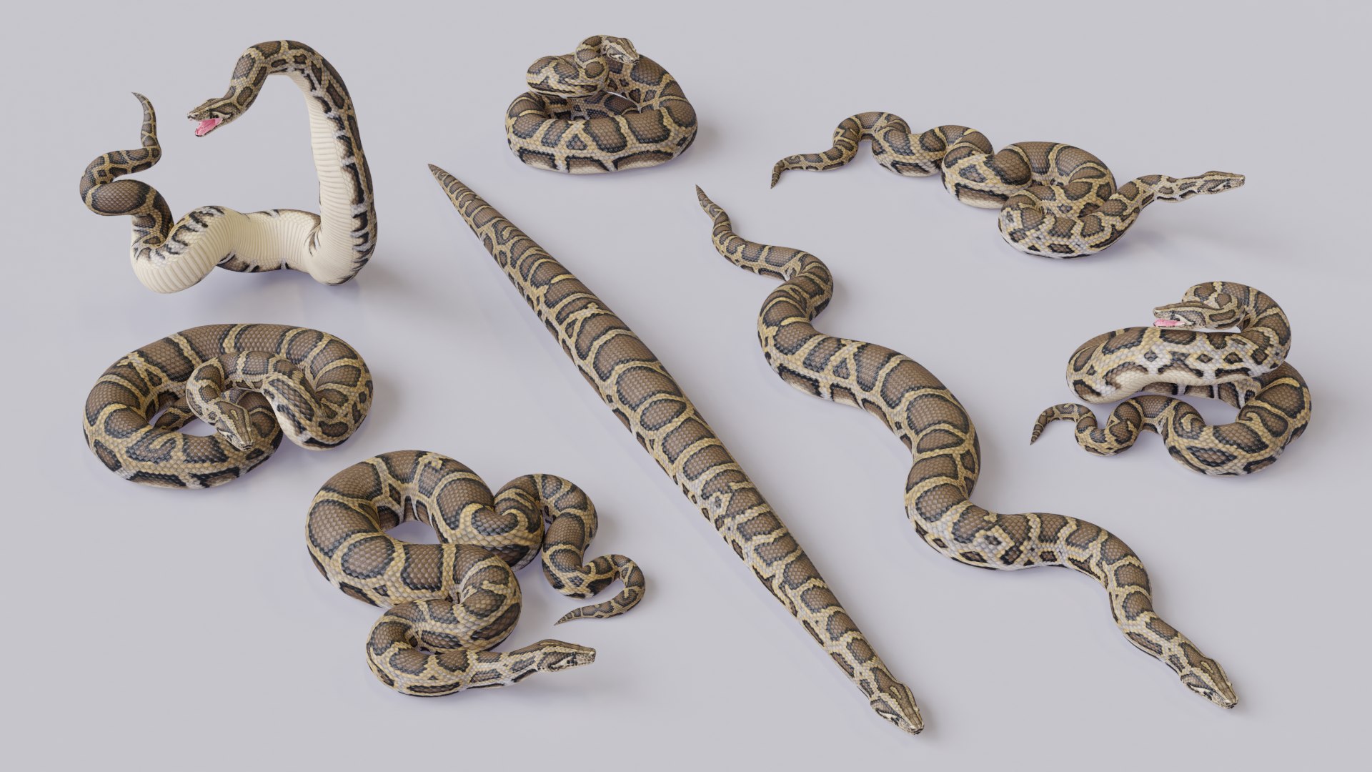 3D Burmese Python Mesh - TurboSquid 1775177
