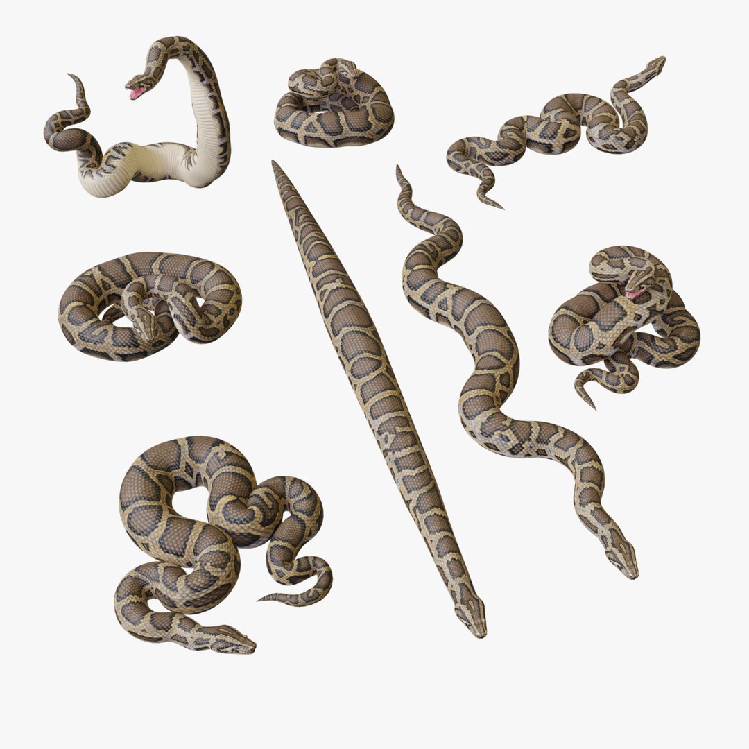 3D Burmese Python Mesh - TurboSquid 1775177