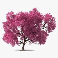 Pink Trumpet Tree Big
