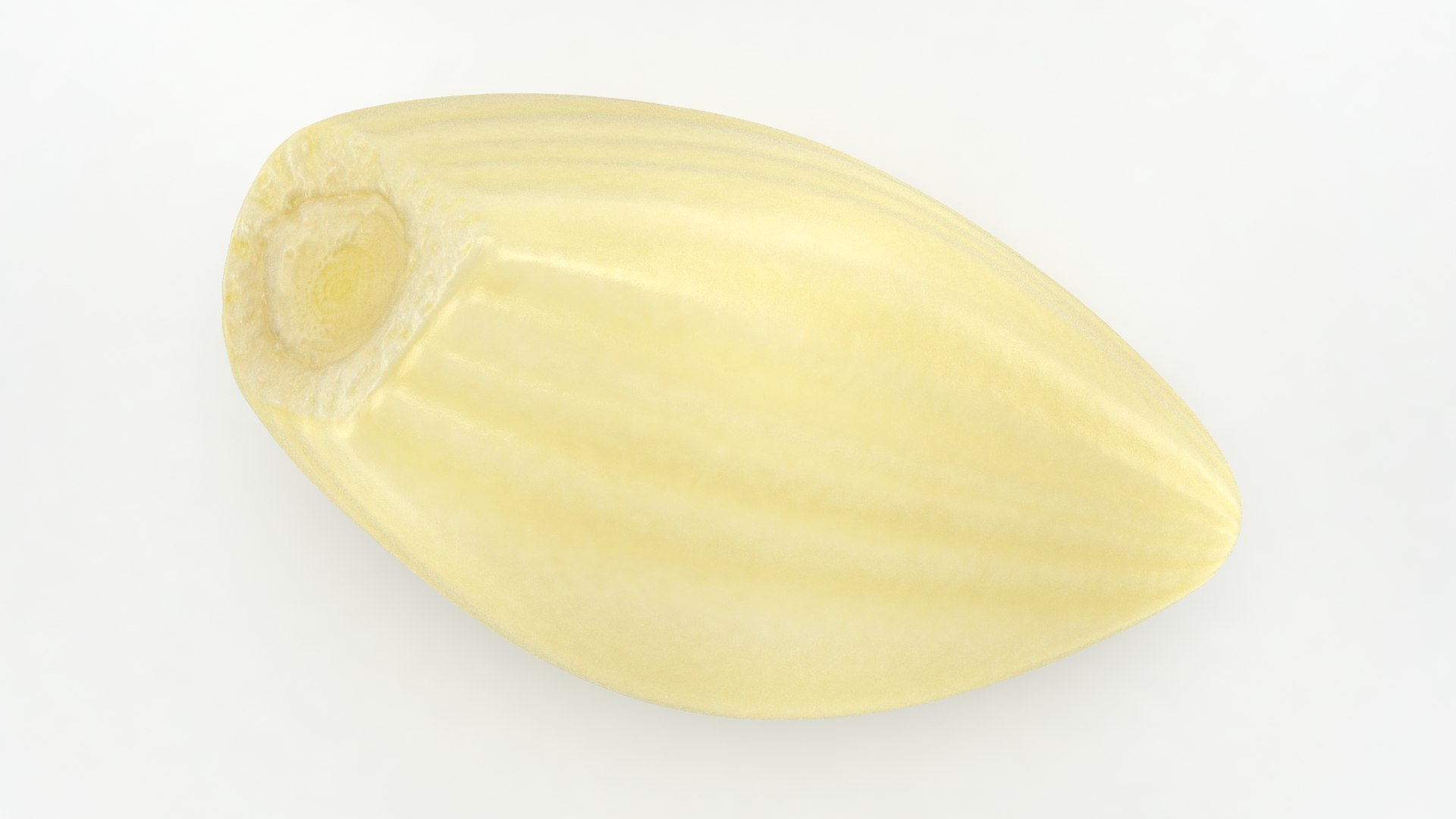 3D Peeled Garlic Clove Set https://p.turbosquid.com/ts-thumb/YO/v2JylC/ut/garlicclovepeeled_01_b0002/jpg/1649060632/1920x1080/fit_q87/04296905bc1d51161c441a2057de793c822a4543/garlicclovepeeled_01_b0002.jpg
