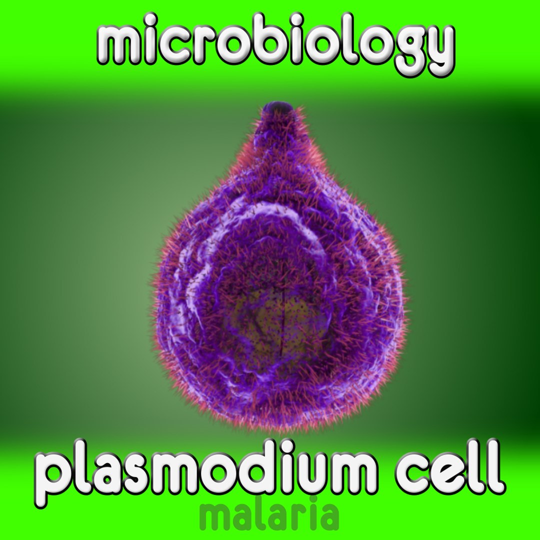 plasmodium cell