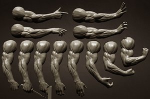 Male arms