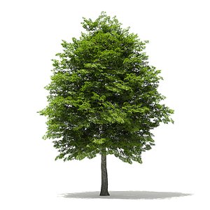 scotch elm 11 6m 3D model