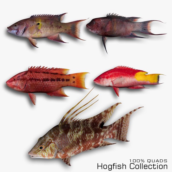 3d hogfish collection model