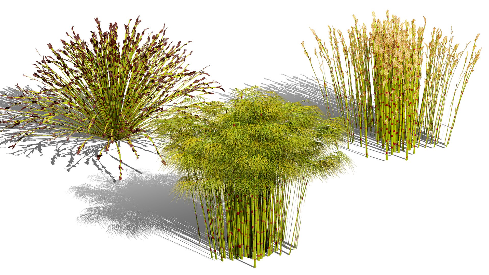 Cape Restio Plant 3D Model Pack 3D model https://p.turbosquid.com/ts-thumb/YP/8qOfb3/7t/zartcovercaperestiorhodocoma/jpg/1755953264/1920x1080/fit_q87/434c38e32a60939b3af9a49ba394ae93436adbd3/zartcovercaperestiorhodocoma.jpg