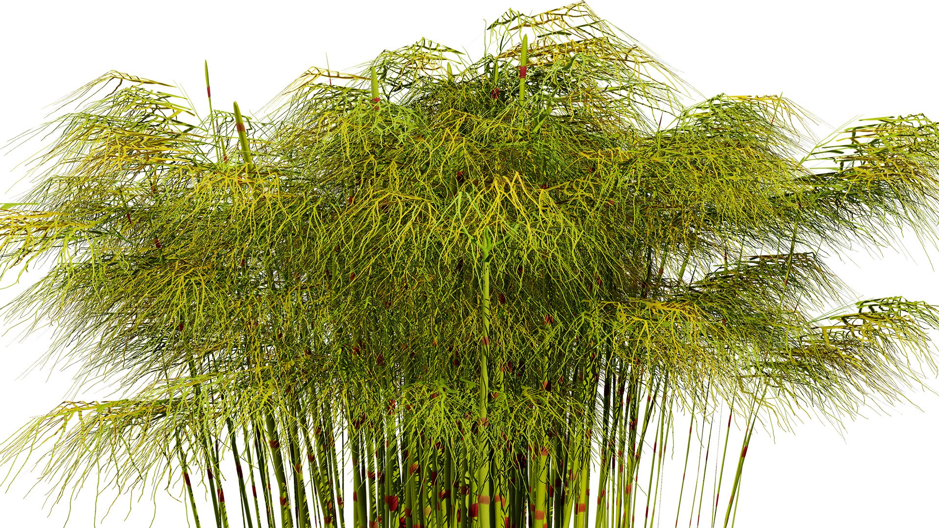 Cape Restio Plant 3D Model Pack 3D model https://p.turbosquid.com/ts-thumb/YP/8qOfb3/E7/caperestiorhodocomaz2l/jpg/1755953238/1920x1080/fit_q87/3a58ec9b6ef5e36630583a723412729fa7da0bcd/caperestiorhodocomaz2l.jpg