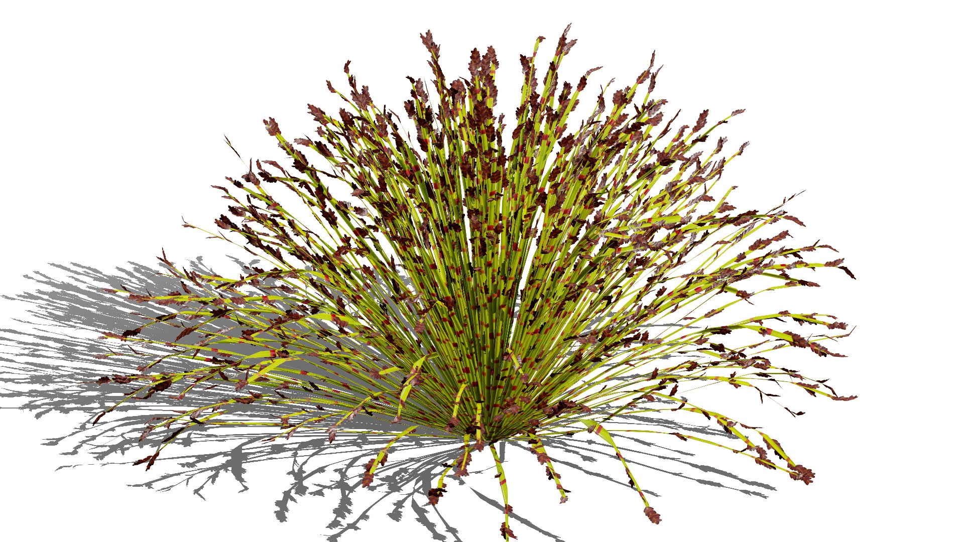 Cape Restio Plant 3D Model Pack 3D model https://p.turbosquid.com/ts-thumb/YP/8qOfb3/EU/elegiatectorum03l/jpg/1755953249/1920x1080/fit_q87/7395c2ebab5973d664ce07eb498e9968556351e4/elegiatectorum03l.jpg