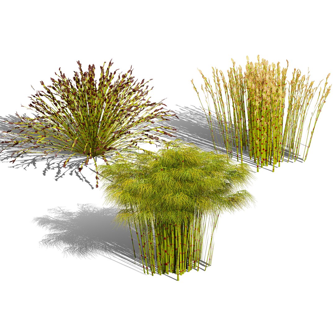 Cape Restio Plant 3D Model Pack 3D model https://p.turbosquid.com/ts-thumb/YP/8qOfb3/HP/000covercaperestiorhodocoma/jpg/1755953242/1920x1080/fit_q87/65a1353f4a3c90f464c4aaa89b92e8f556b122bd/000covercaperestiorhodocoma.jpg