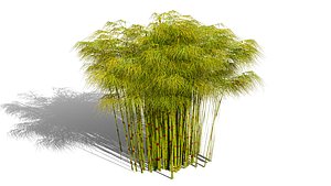 Cape Restio Plant 3D Model Pack