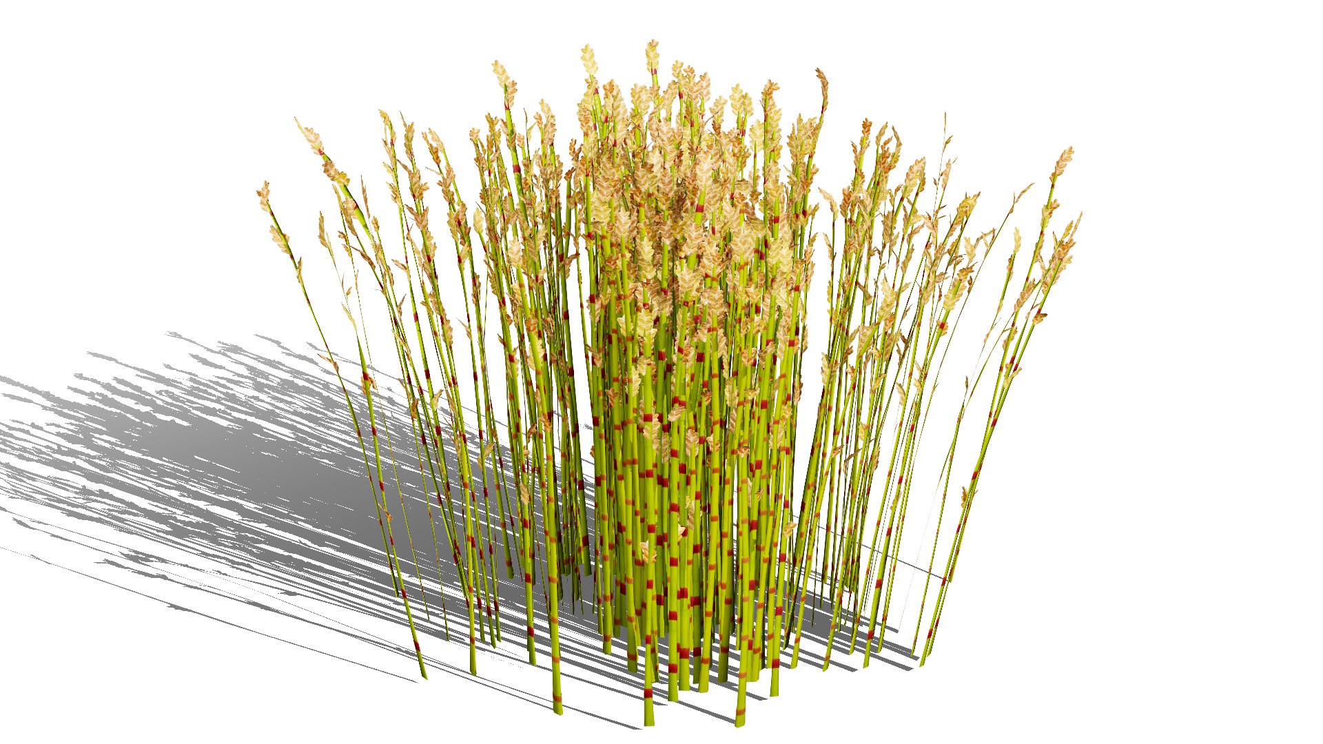 Cape Restio Plant 3D Model Pack 3D model https://p.turbosquid.com/ts-thumb/YP/8qOfb3/oQ/elegiaequisetaceal/jpg/1755953239/1920x1080/fit_q87/0fc305aef889992d24654fe7d2cd3e3d7521aff5/elegiaequisetaceal.jpg