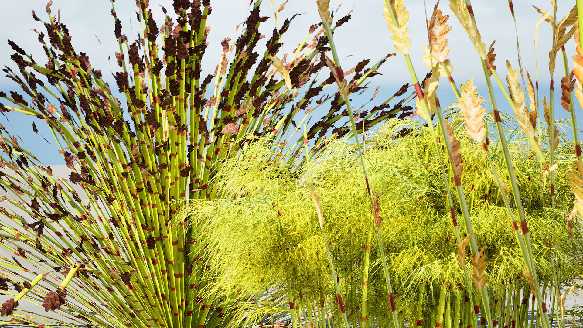 Cape Restio Plant 3D Model Pack 3D model https://p.turbosquid.com/ts-thumb/YP/8qOfb3/rW/highresscreenshot00002/jpg/1755953264/1920x1080/fit_q87/2386d5c677b0fd5b60d383c9b6fe263921a69937/highresscreenshot00002.jpg