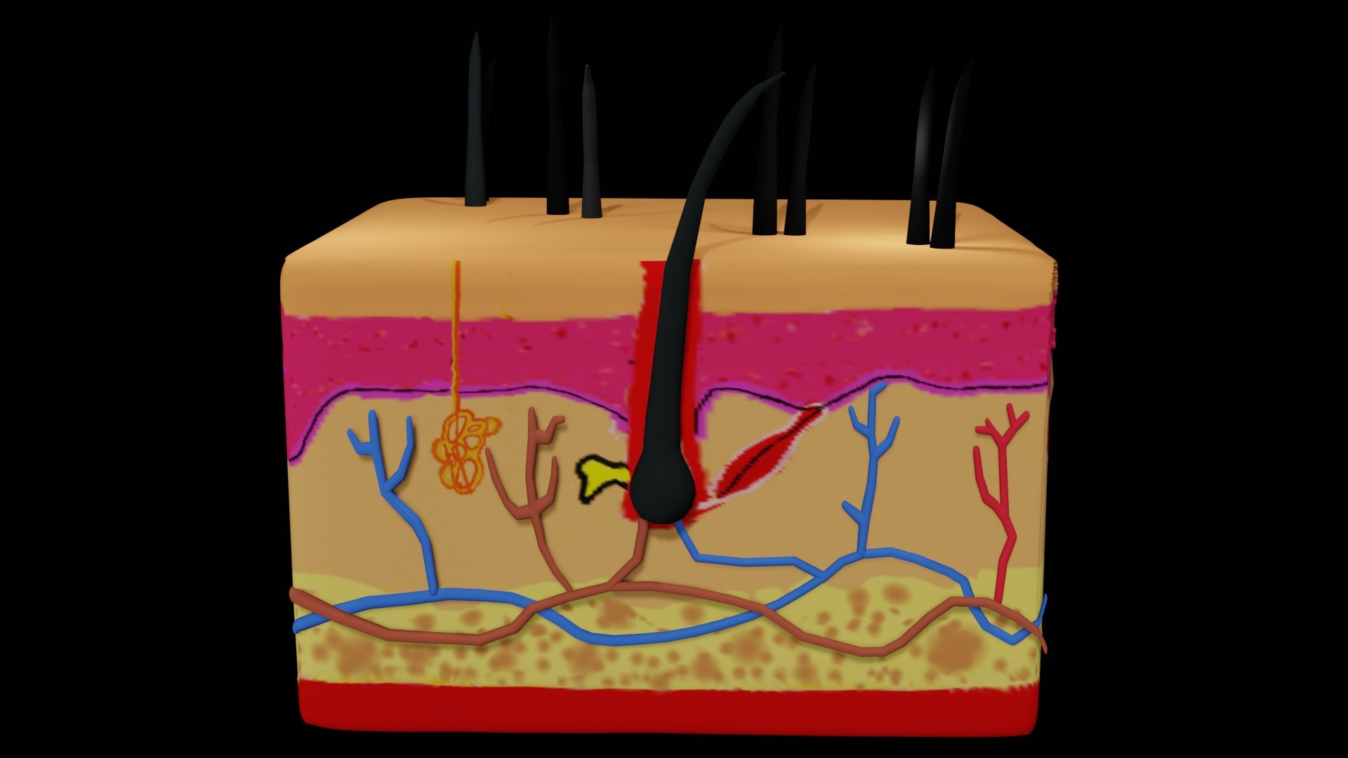 Skin Model - TurboSquid 1871024