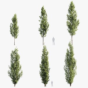 Populus nigra Black popular