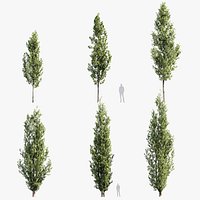 Populus nigra Black popular