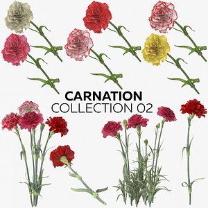 Carnation Collection 02