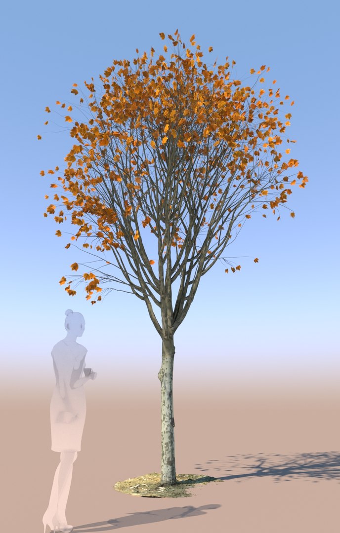 Young Autumn Maple Tree 3D Model - TurboSquid 1522400