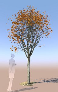 young autumn maple tree 3D model