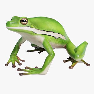 American Green Tree Frog - Animated 3D