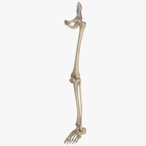 skeletal leg max