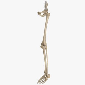 Skeletal Leg