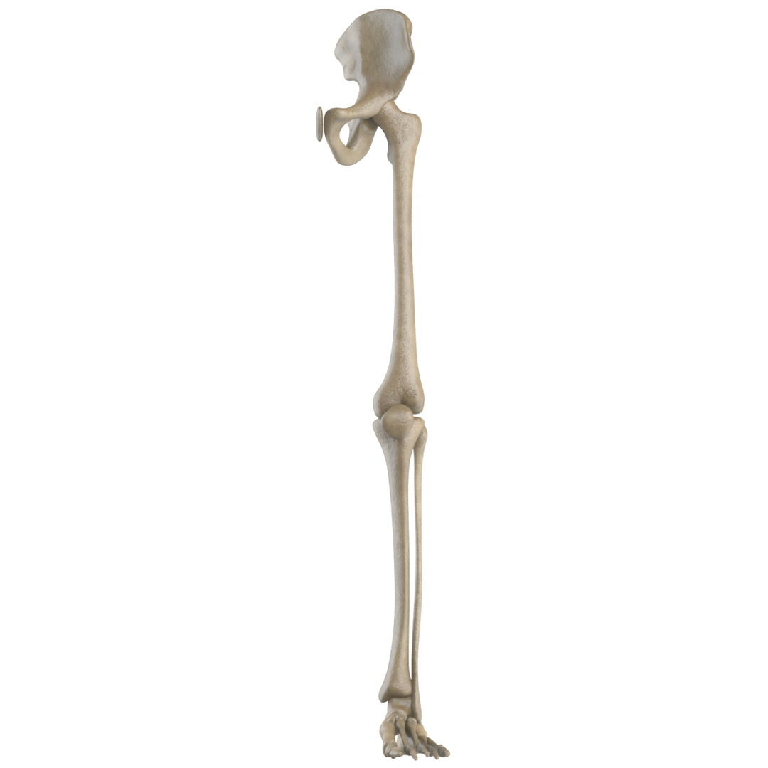 Skeletal Leg Max