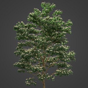 2021 PBR Kousa Dogwood Collection - Cornus Kousa