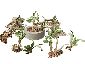 Opuntia - prickly pear cactus 3D model