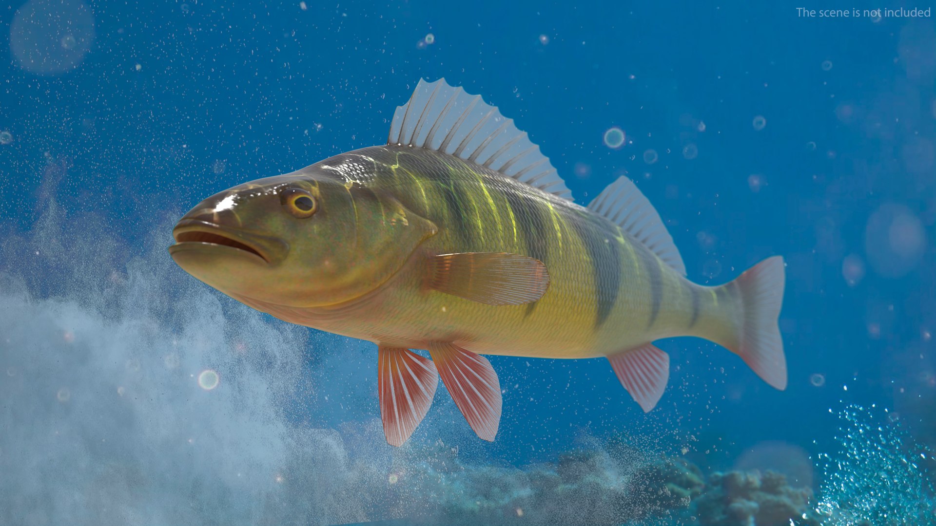 Yellow Perch Fish Rigged for Maya 3D model https://p.turbosquid.com/ts-thumb/YQ/GZfNcR/U5/yellow_perch_fish_rigged_003/jpg/1753410637/1920x1080/fit_q87/ae567b49635fc29674d9f41839c250bc81328a1d/yellow_perch_fish_rigged_003.jpg
