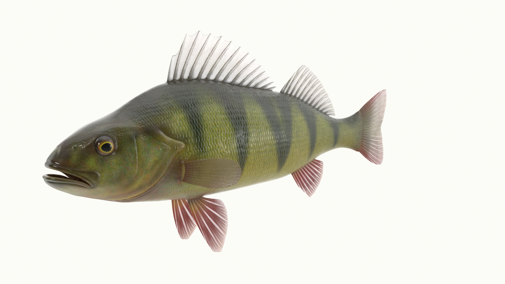 Yellow Perch Fish Rigged for Maya 3D model https://p.turbosquid.com/ts-thumb/YQ/GZfNcR/W8/yellow_perch_fish_rigged_360/jpg/1753410436/1920x1080/turn_fit_q99/219fa4d8b06483e39611f17f90f696c26441ae3c/yellow_perch_fish_rigged_360-1.jpg
