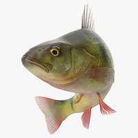Yellow Perch Fish Rigged for Maya