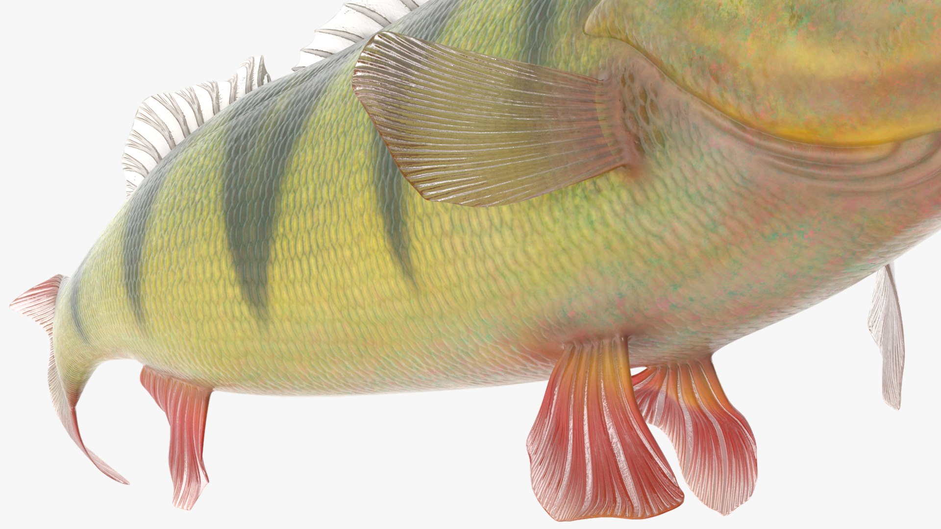 Yellow Perch Fish Rigged for Maya 3D model https://p.turbosquid.com/ts-thumb/YQ/GZfNcR/eU/yellow_perch_fish_rigged_022/jpg/1753410714/1920x1080/fit_q87/0023e6dc12a03d8ecb1a2e165e461f50e7431664/yellow_perch_fish_rigged_022.jpg