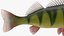 Yellow Perch Fish Rigged for Maya