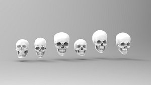 3D skull anatomy model