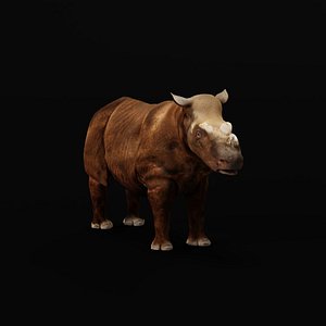 Sumatran Rhinoceros