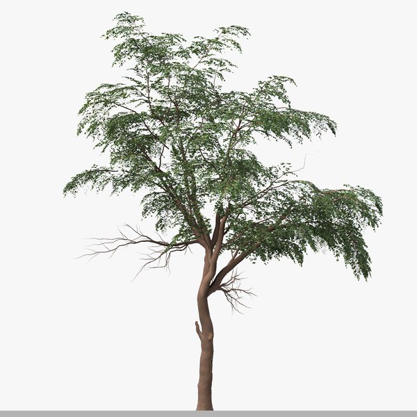 Satz Von Sophora Japonica Baum Japanische Pagode D Modell Turbosquid