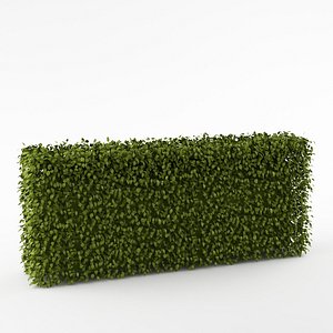 maya bush hedge