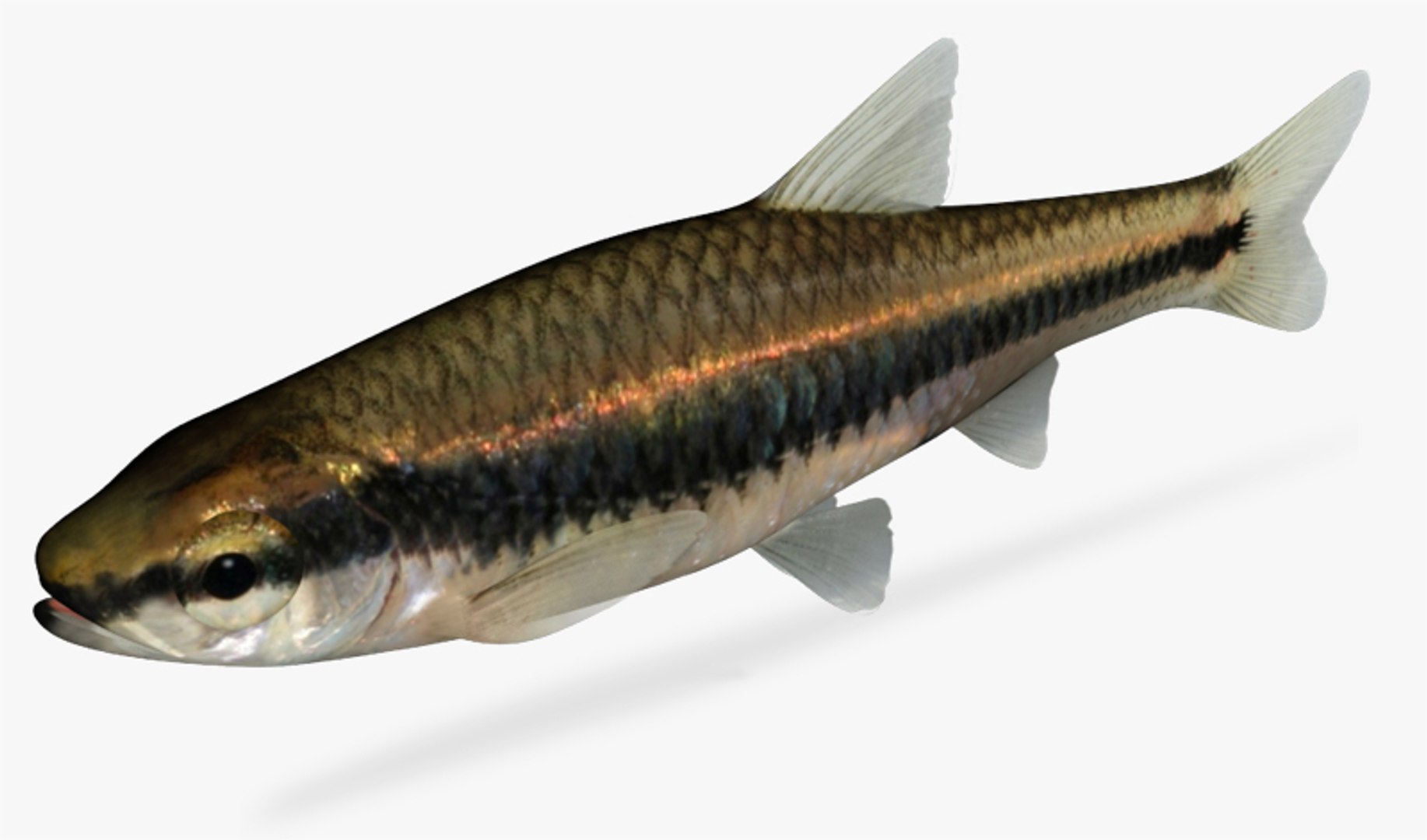 3dsmax notropis chalybaeus ironcolor shiner