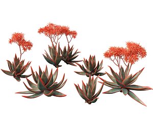 3D Aloe striata -  coral aloe